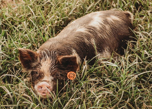 Why we raise Kunekune pigs instead of commercial breeds