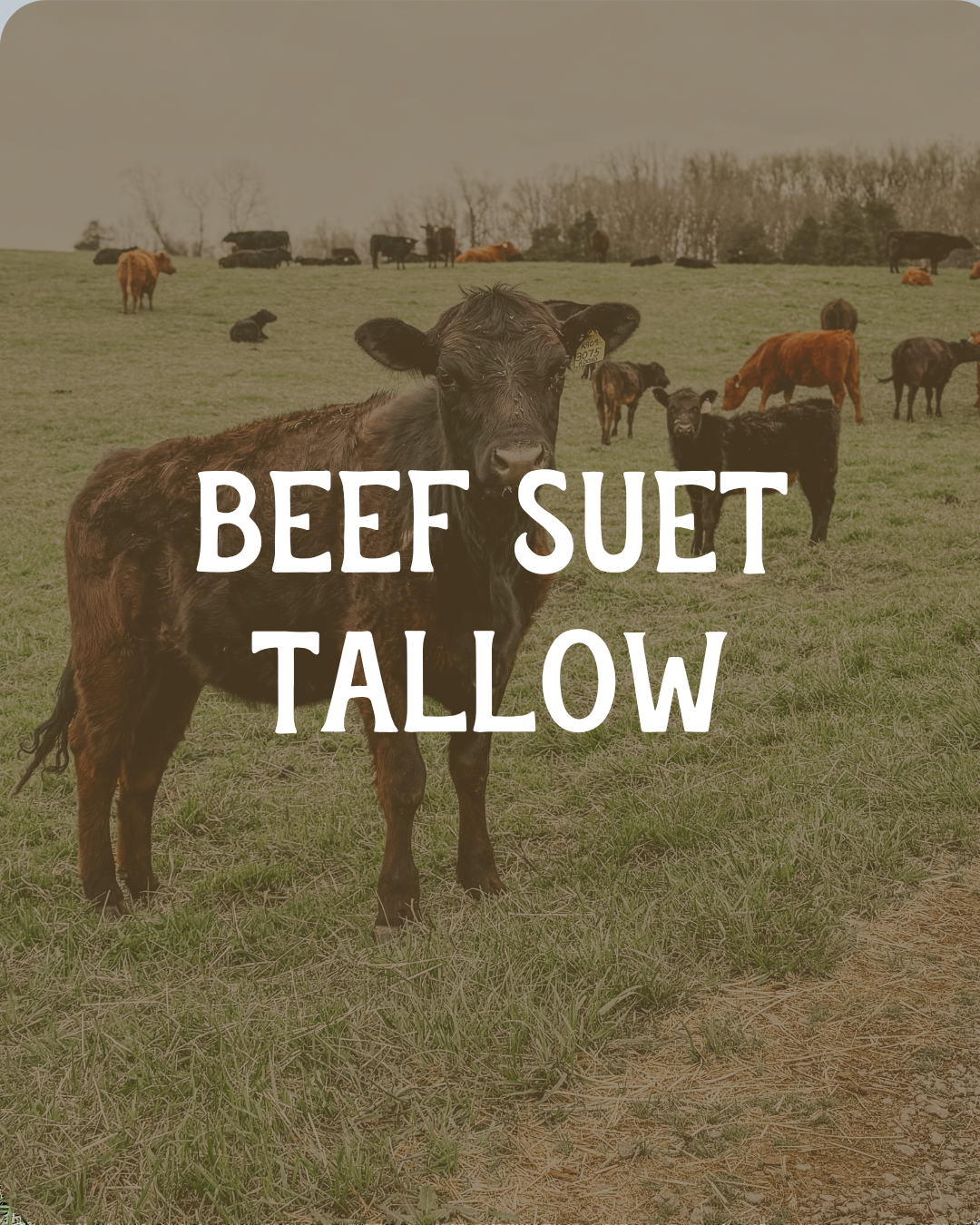 The Power of Our Herbal and Animal-Based Ingredients