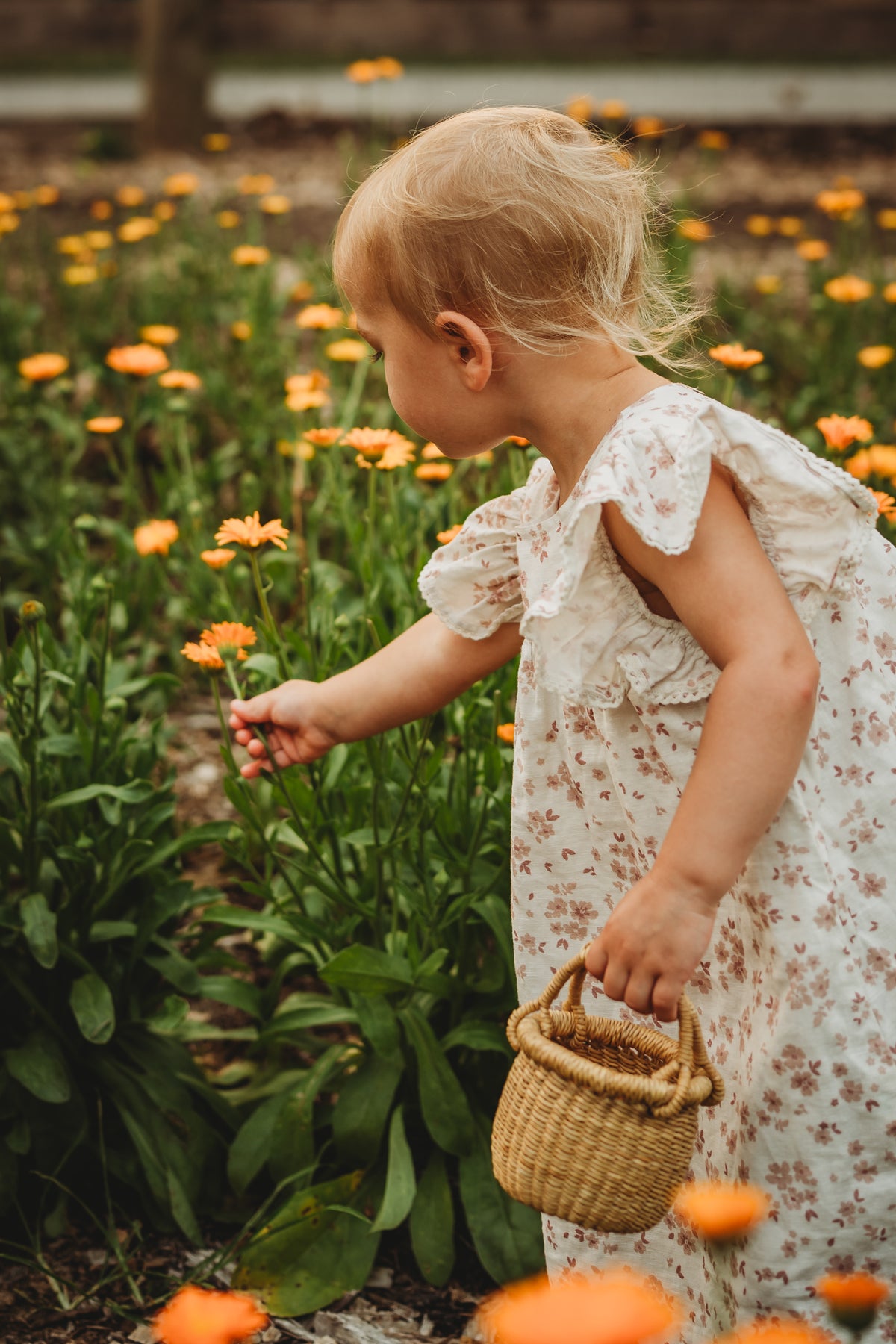A toddler girl in a white floral dress stands in a flower field, reaching toward orange flowers while holding a small woven basket.